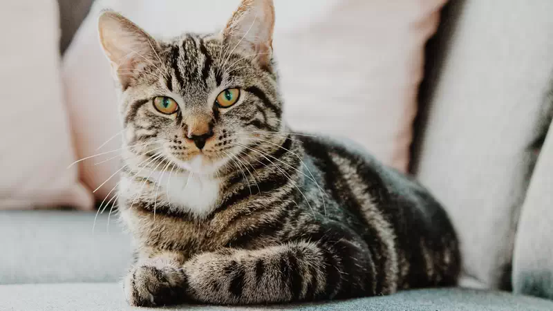 Der Katzenkönig-Fall